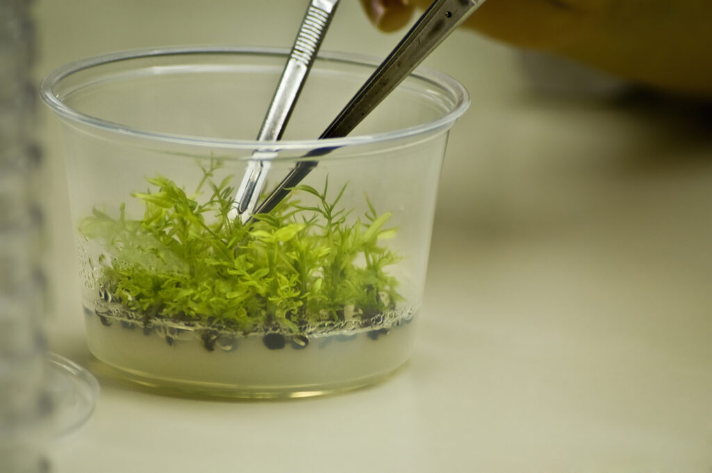 Clonal Rootstock in the research lab