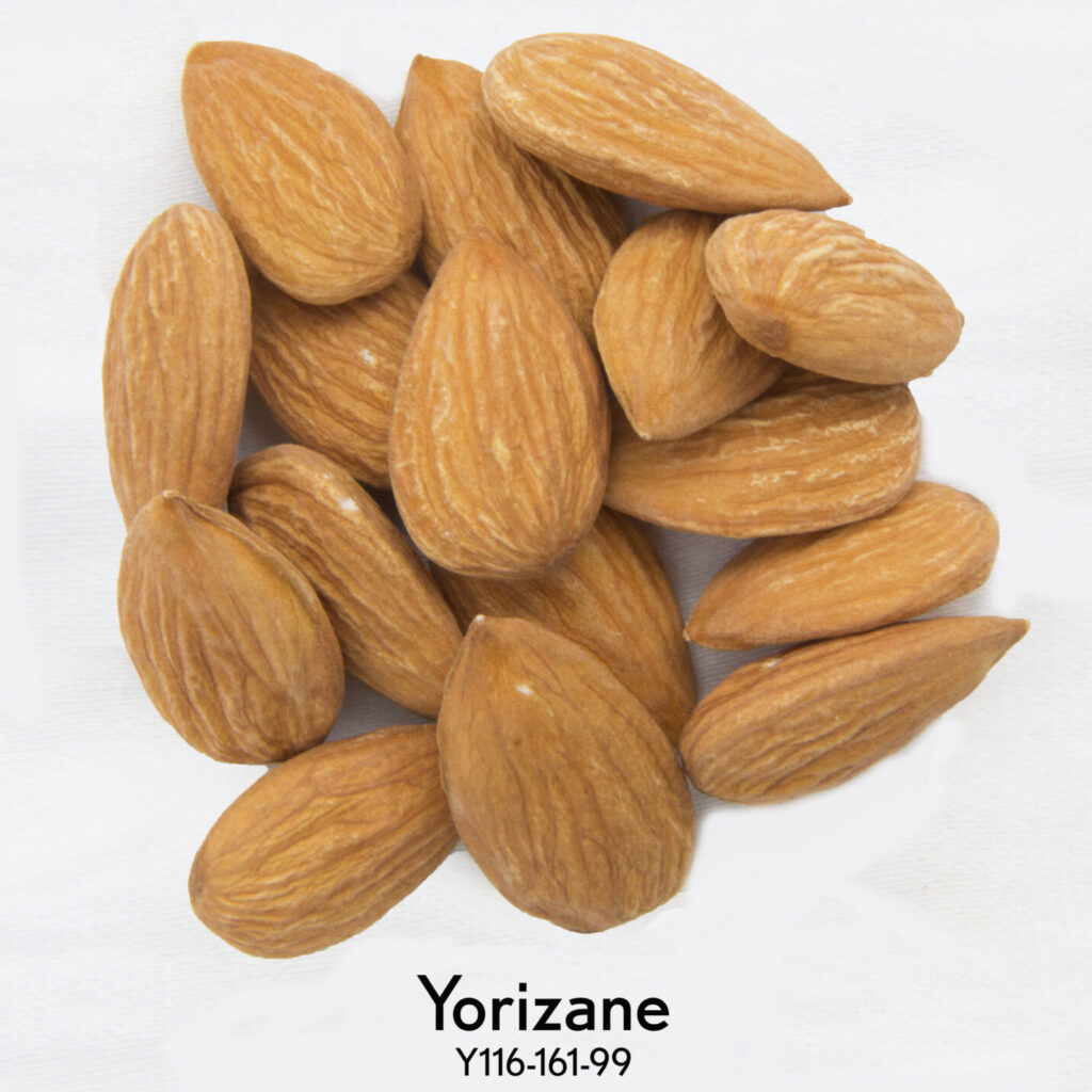 Yorizane Almonds