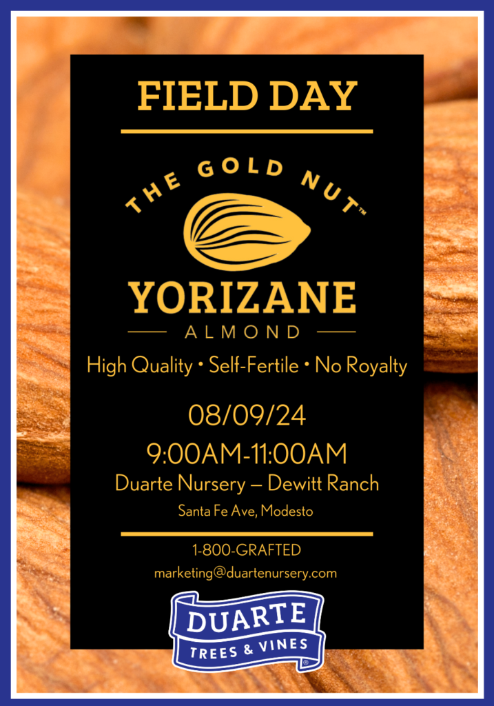 Yorizane Field Day Front Poster August 8th, 2024 from 9AM to 11AM