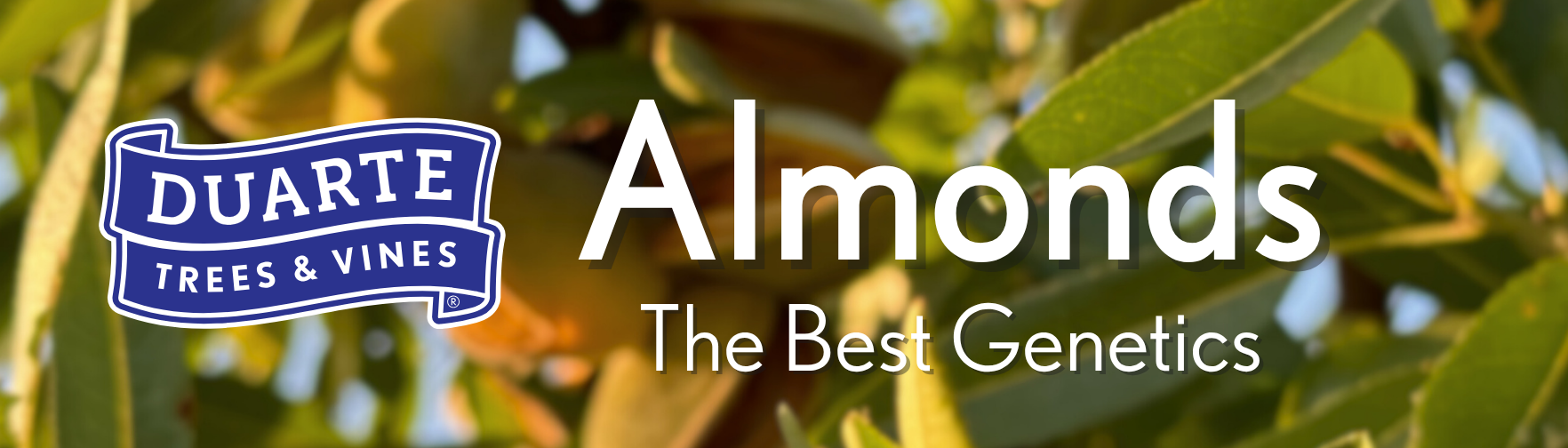 Almond Page Header