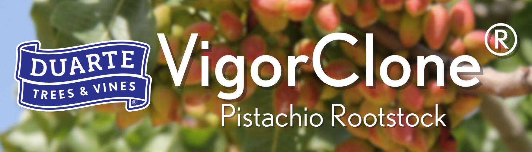 VigorClone Page Header
