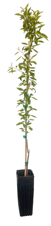 Yorizane Tree Transparent Yorizane Tree Transparent