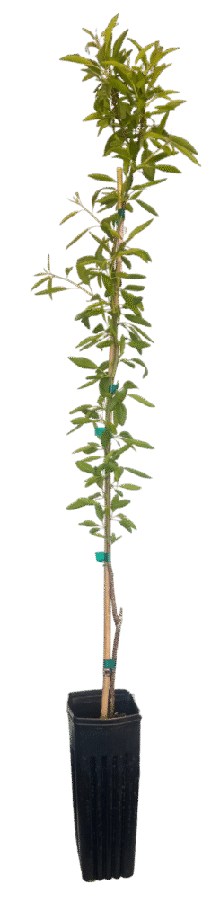 Yorizane Tree Transparent